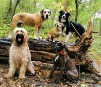 Website Hundegruppe